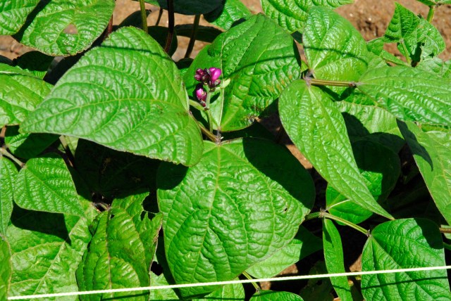 grizzly adams day 3 edited