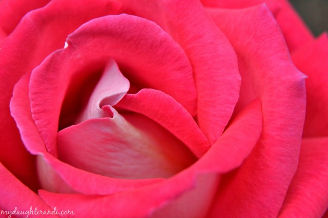 picture a day intro post 1 final