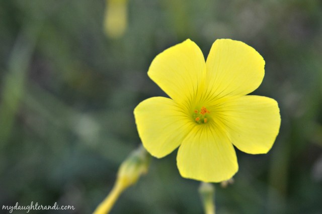 picture a day intro post 4 final